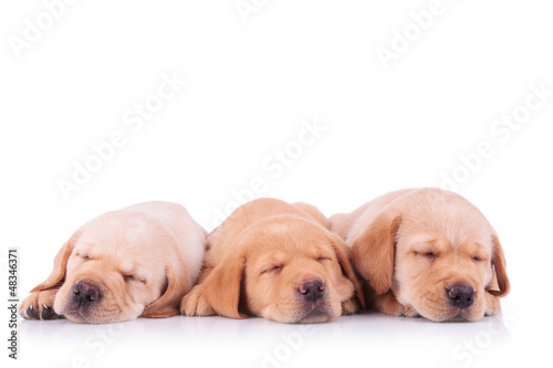 three labrador retriever puppy dogs sleeping