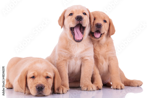 three labrador retriever puppy dogs #48346391