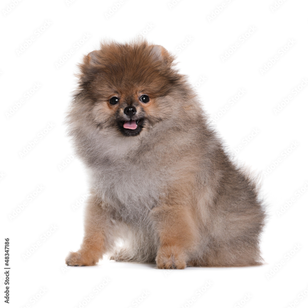Happy Pomeranian puppy sitting on a white background