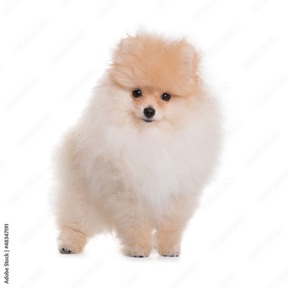 Happy Puppy Spitz, is on a white background Happy Puppy Spitz, is on a white background