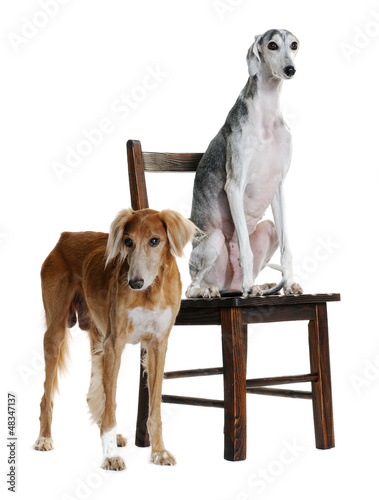 Two Saluki dog on a white background