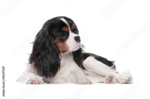 Young dog spaniel, one year, is on a white background