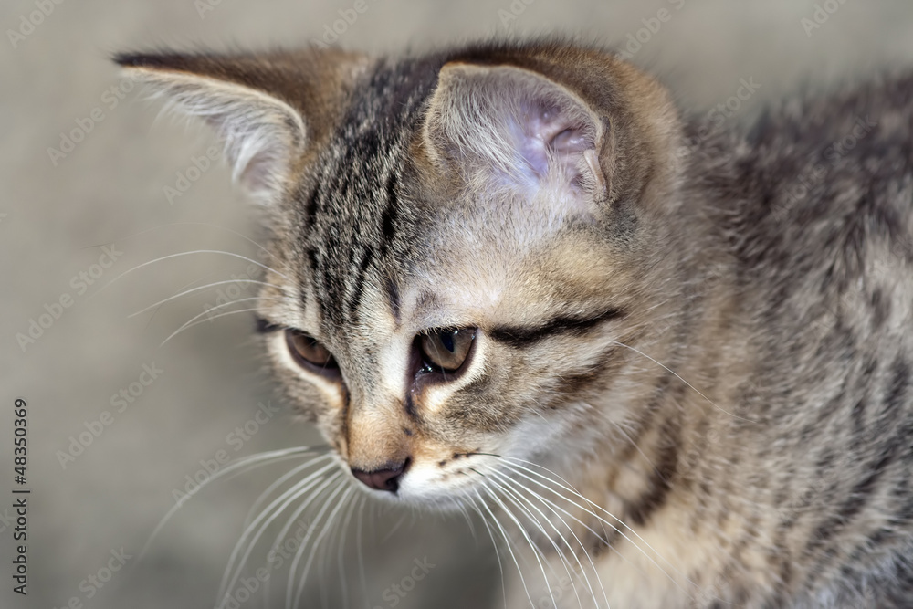 cat head cat head