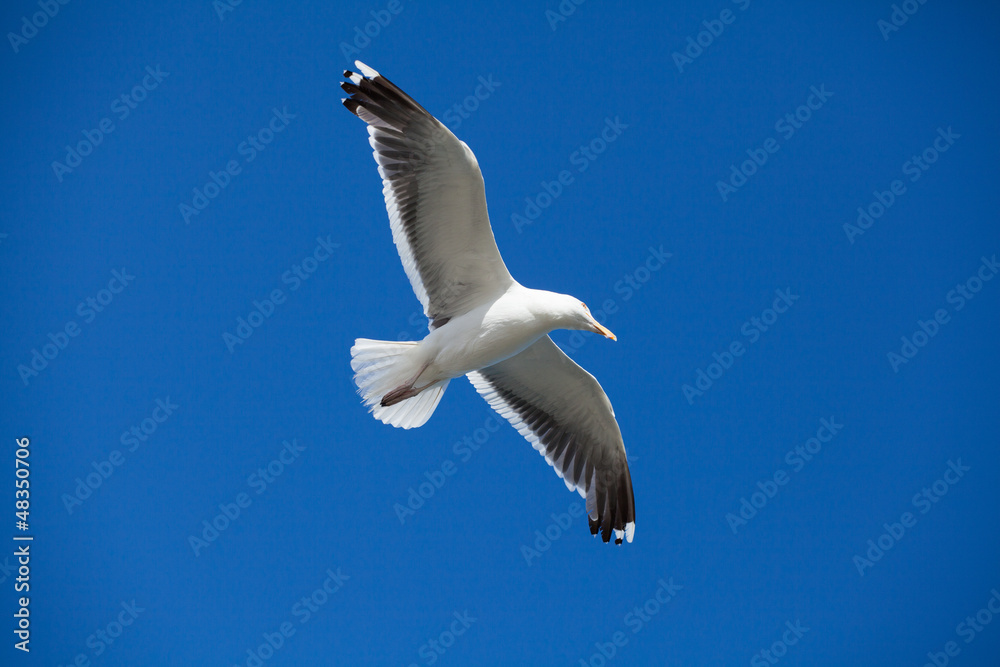 Obraz premium seagull in flight