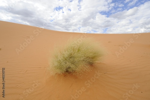 Dune vegetation. Sedge grass, Kalahari desert,