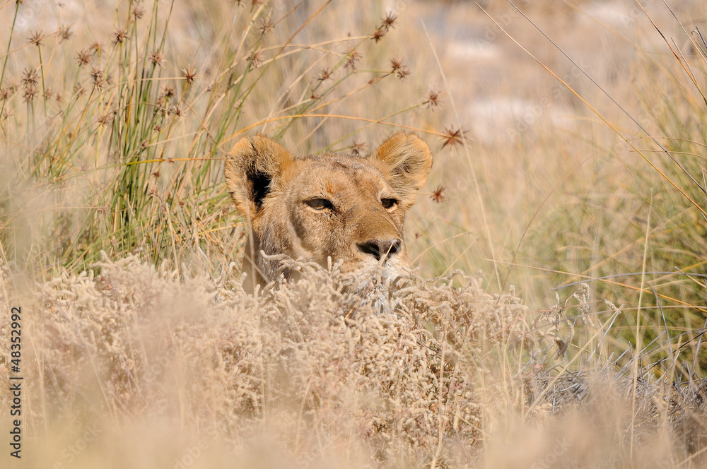 Hiding lion Hiding lion