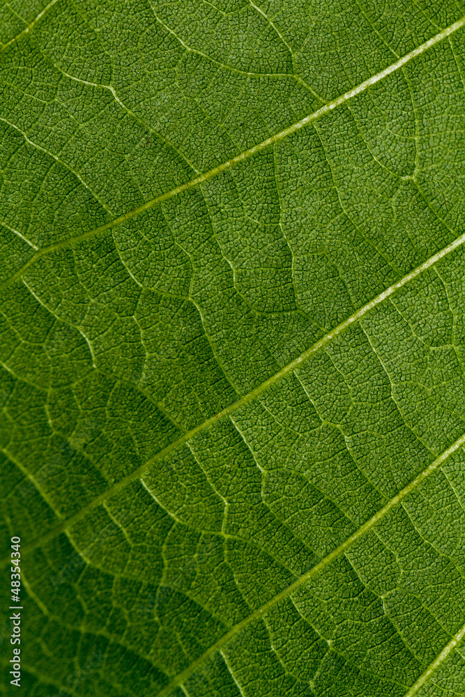 texture pattern of a green leaf