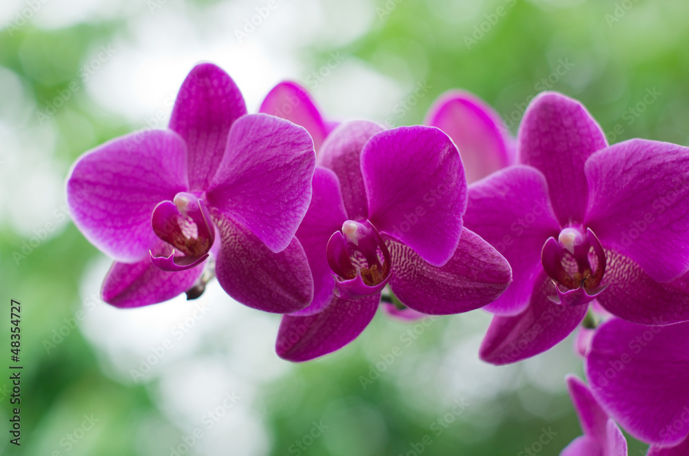 orchid orchid