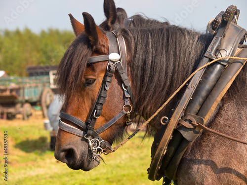Couple of vintage pulling horses © creativenature.nl