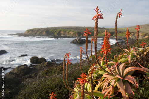 Cambria coast, California photo