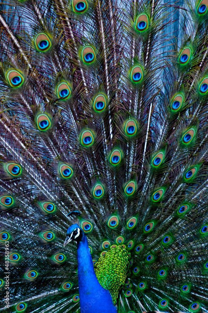 Obraz premium Peacock with feathers displayed