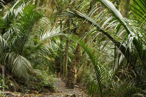 palm trees in rain forest in New Zealand