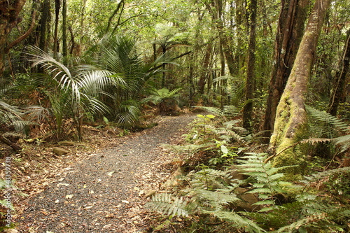 path in Waitakere Ranges rain forest photo
