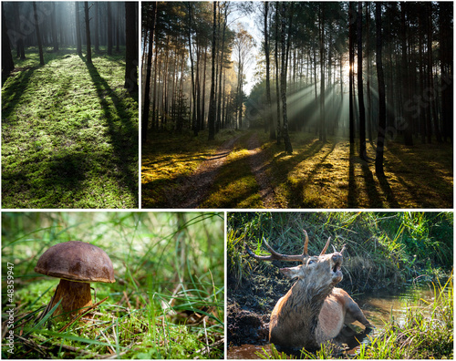 Wild flora and fauna in the...