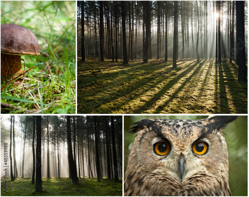 Wildlife in the forest at dawn