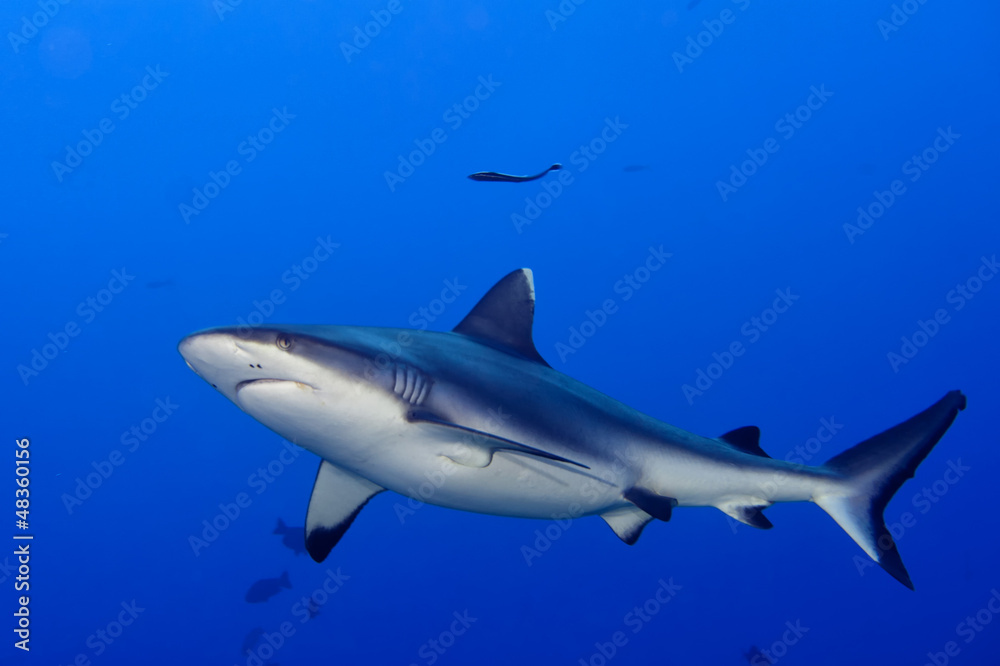 Obraz premium A grey shark jaws ready to attack underwater close up portrait
