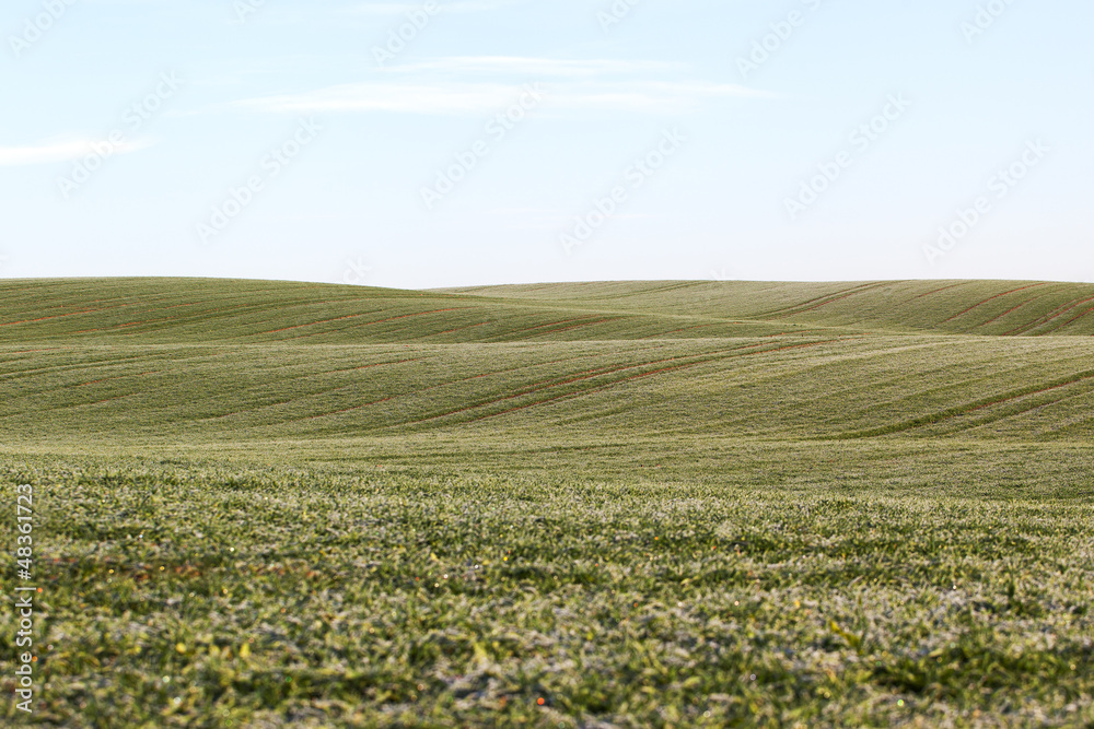 Wheat field. Wheat field.