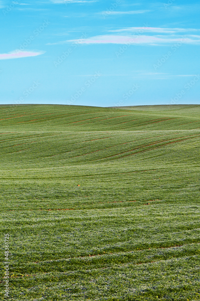Wheat field. Wheat field.