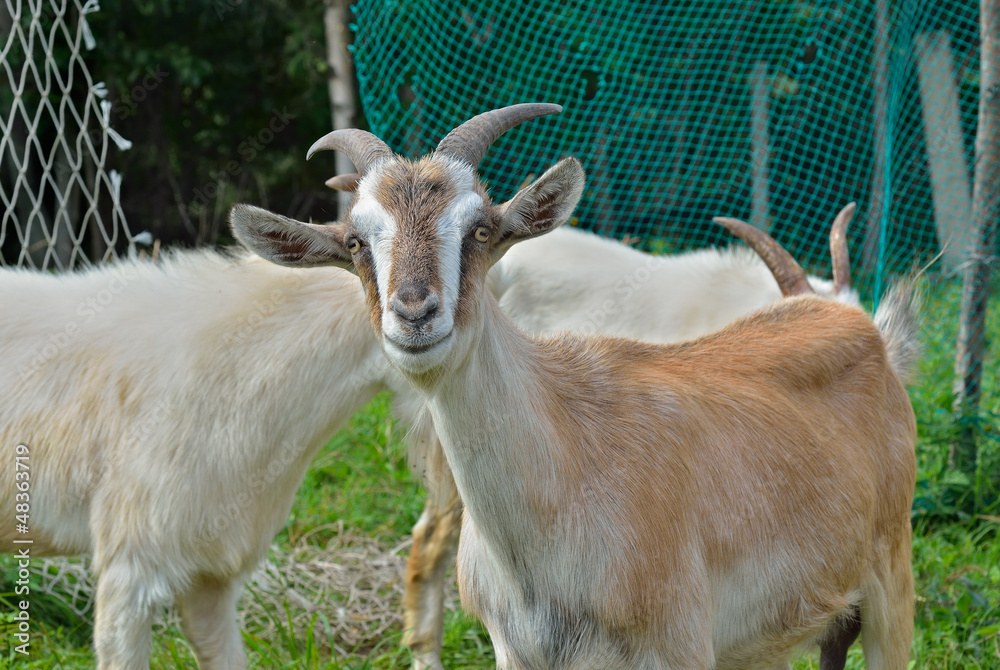 Fototapeta premium Goat 7