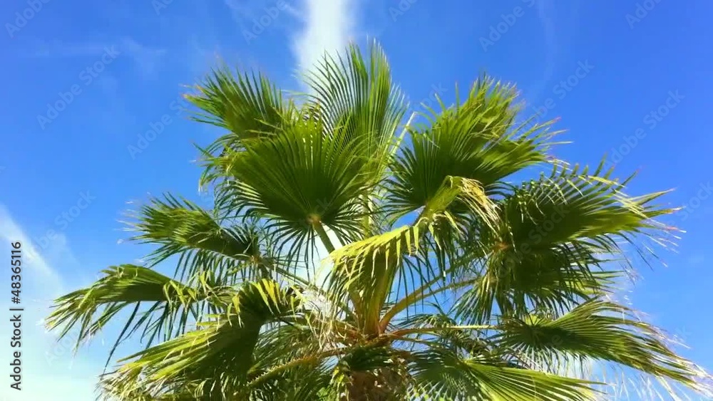 Palms at the beach Palms at the beach