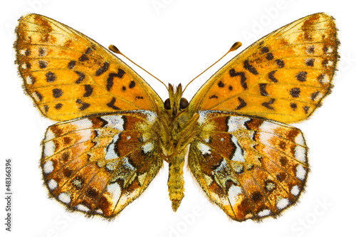 Boloria aquilonaris (Cranberry Fritillary) photo