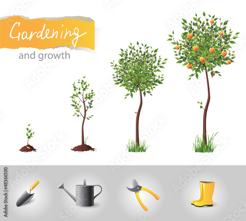 growing tree
