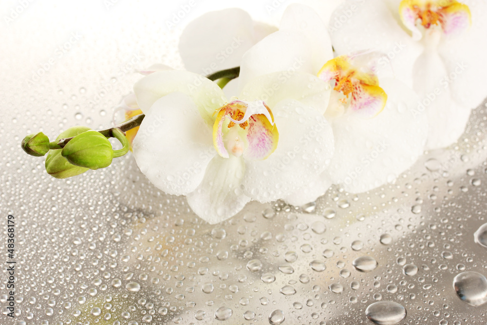 Fototapeta premium biała piękna orchidea z kroplami