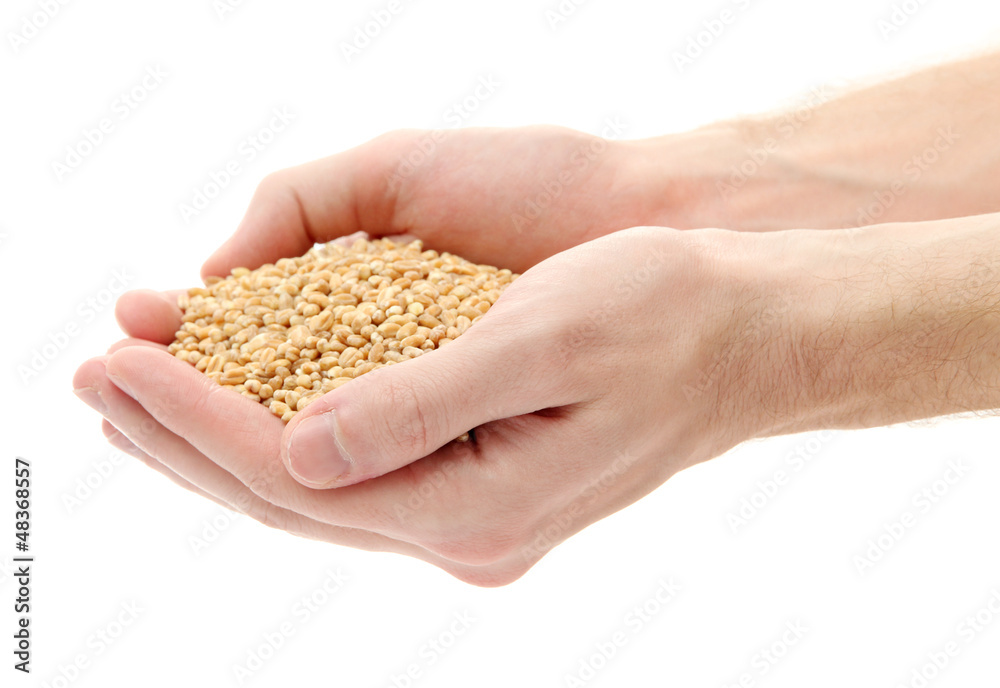 man hands with grain, isolated on white man hands with grain, isolated on white