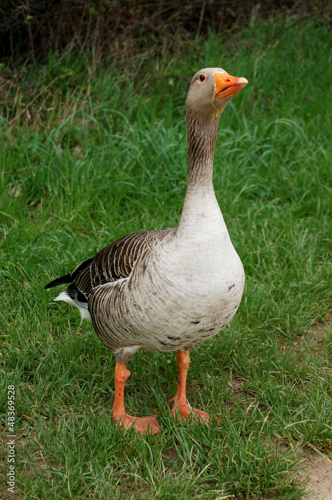 Defensive graylag goose standing tall in green grass Defensive graylag goose standing tall in green grass