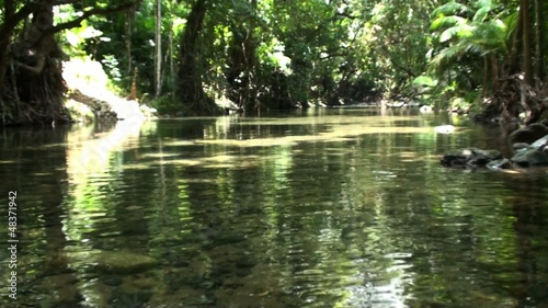 jungle stream