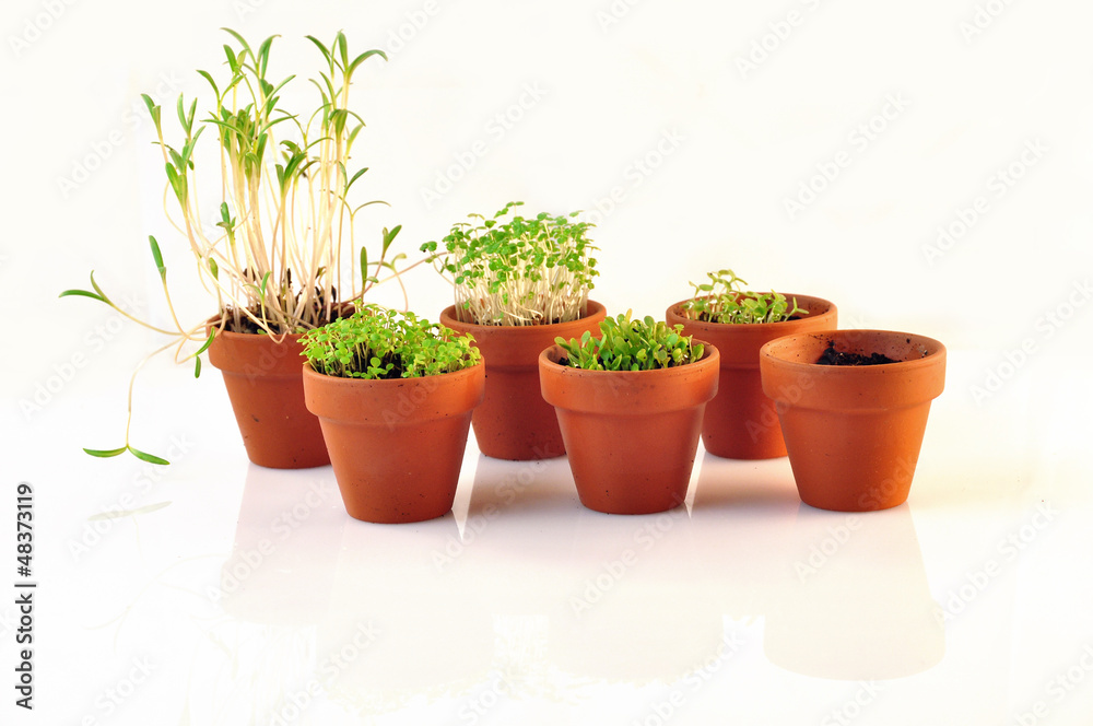 small vases containing seedlings small vases containing seedlings