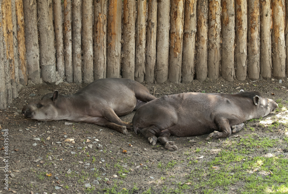 South American tapir