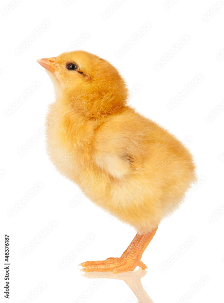Fototapeta premium Little chicken