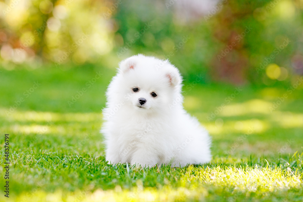 Young puppy Spitz loks at the camera