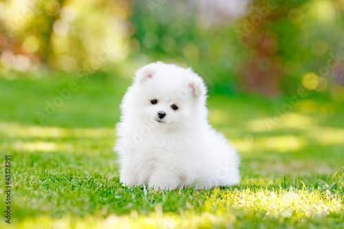 Young puppy Spitz loks at the camera photo