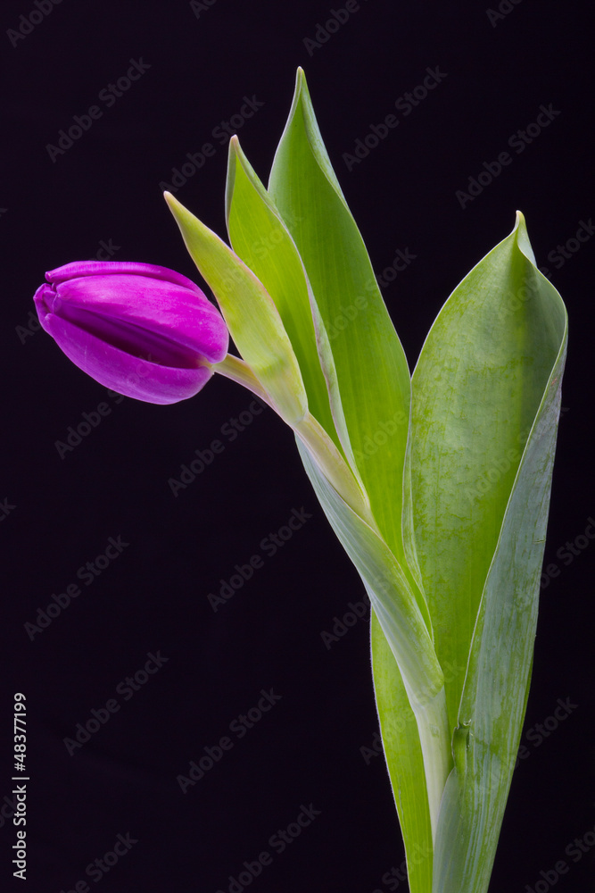 Obraz premium single tulip over black background