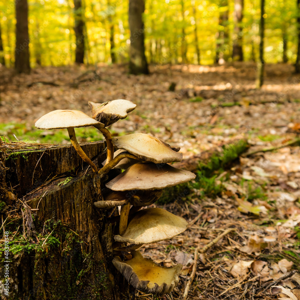Fototapeta premium austernpilze im wald