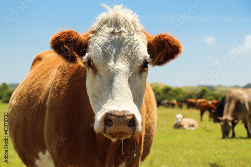 Hereford Cow photo