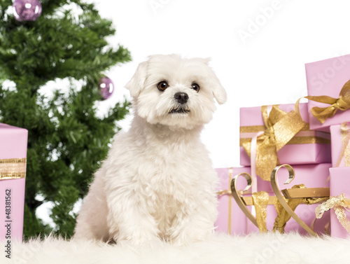 Maltese sitting in front of Christmas decorations © Eric Isselée