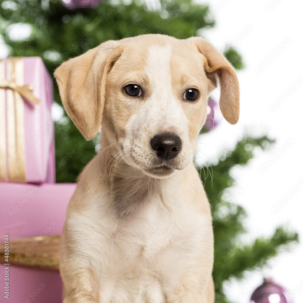 Close up of a Labrador in front of Christmas decorations