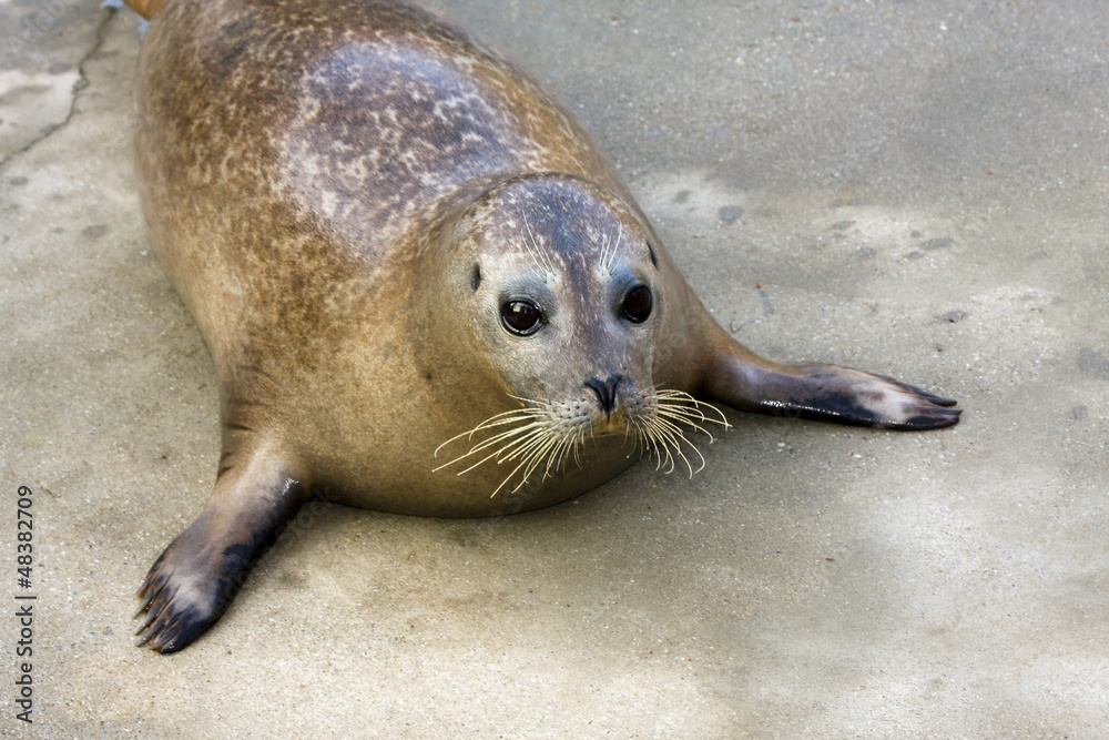 Obraz premium Young harbour seal (Phoca vitulina)