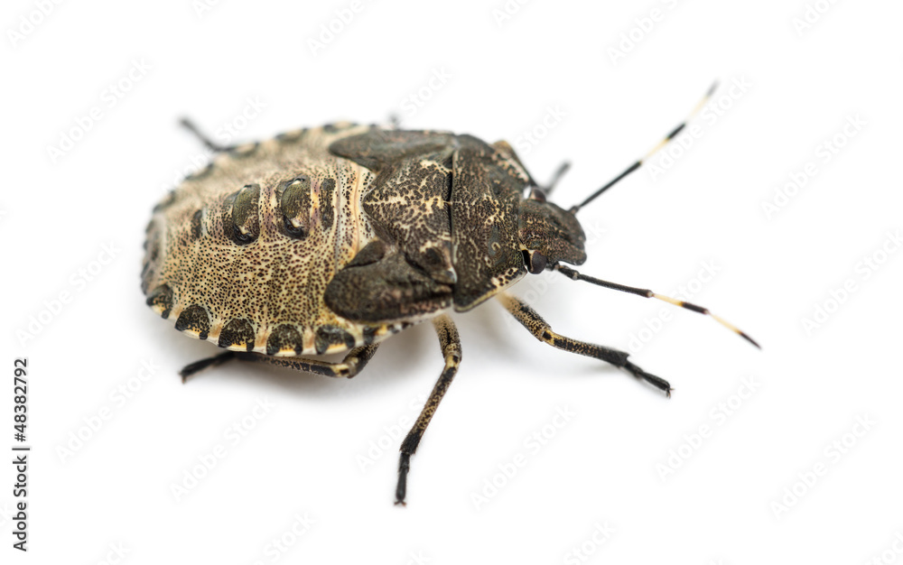 Fototapeta premium Shield Bug, Troilus luridus, against white background