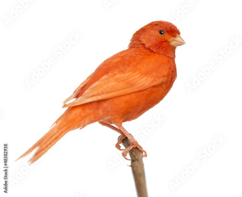Red canary Serinus canaria, perched on a branch photo