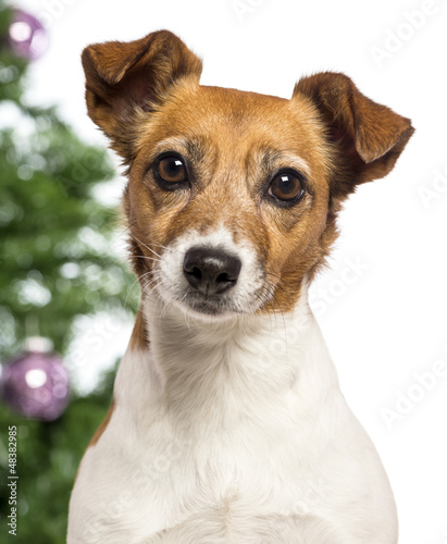 Close up of a Jack Russell Terrier