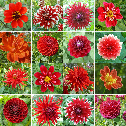 Fototapeta Naklejka Na Ścianę i Meble -  collection dahlias rouges
