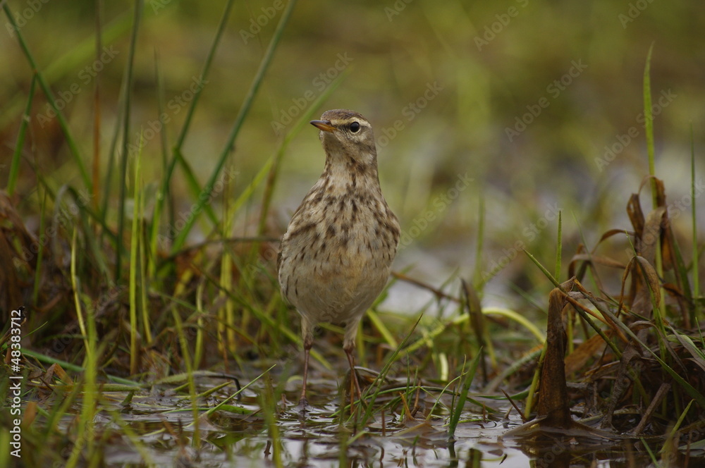 Pipit des arbres surpris
