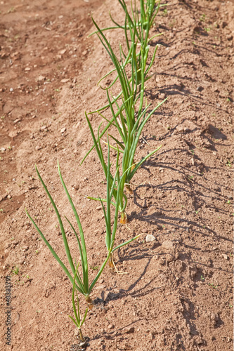 Onion Plants