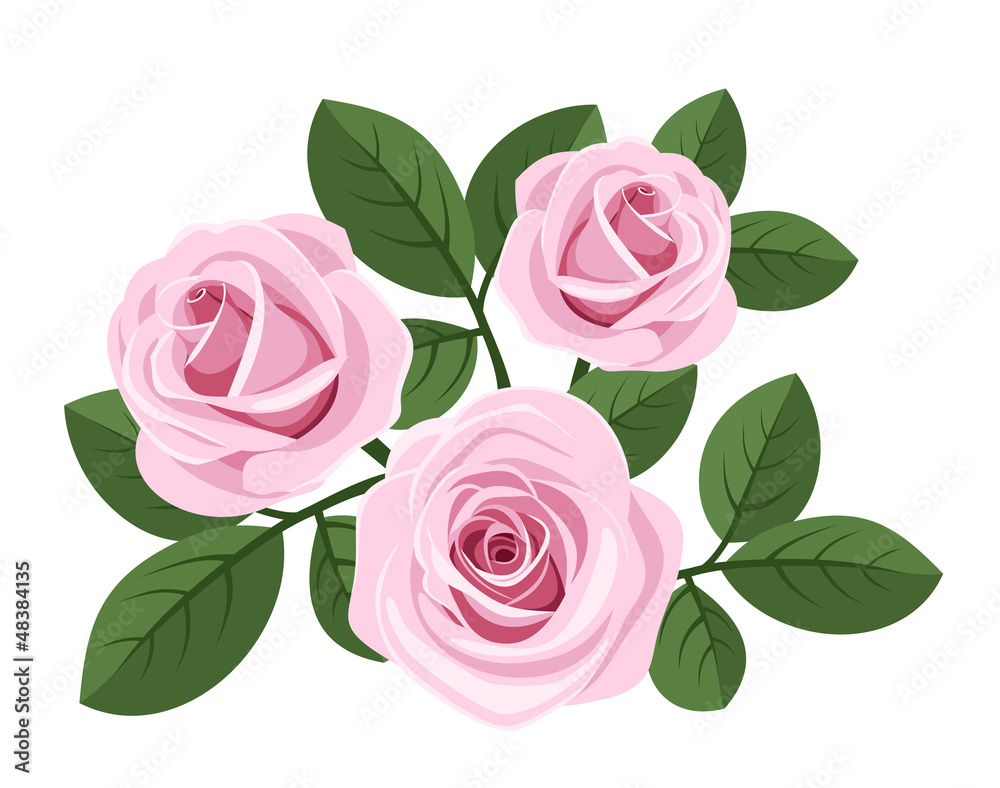 Three pink roses with leaves on white. Vector illustration.