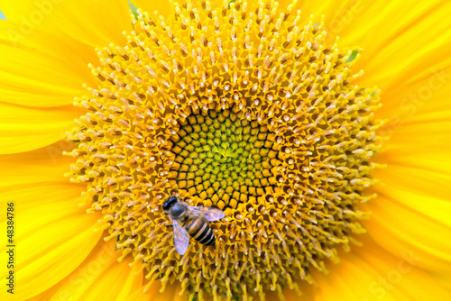 Close Up of Sunflower with bee