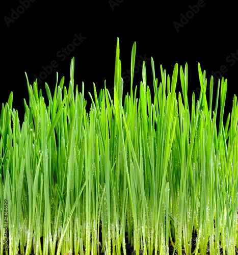 Young juicy green sprouts of the wheat on black background